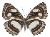  ( - ABRI-2016-1279)  @13 [ ] Unspecified (default): All Rights Reserved  Unspecified Unspecified