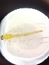  ( - CHR_13)  @11 [ ] Unspecified (default): All Rights Reserved  Unspecified Unspecified