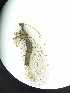  ( - CHR_41)  @11 [ ] Unspecified (default): All Rights Reserved  Unspecified Unspecified