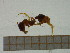  ( - BC-MTP-00075)  @12 [ ] CreativeCommons - Attribution Non-Commercial Share-Alike (2016) T. Decaëns University of Montpellier