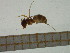  ( - BC-MTP-00084)  @12 [ ] CreativeCommons - Attribution Non-Commercial Share-Alike (2016) T. Decaëns University of Montpellier