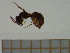  ( - BC-MTP-00019)  @12 [ ] CreativeCommons - Attribution Non-Commercial Share-Alike (2016) T. Decaëns University of Montpellier