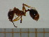  (Aphaenogaster subterranea - BC-MTP-00024)  @13 [ ] CreativeCommons - Attribution Non-Commercial Share-Alike (2016) T. Decaëns University of Montpellier