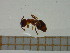  ( - BC-MTP-00045)  @12 [ ] CreativeCommons - Attribution Non-Commercial Share-Alike (2016) T. Decaëns University of Montpellier