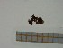  ( - BC-MTP-00048)  @12 [ ] CreativeCommons - Attribution Non-Commercial Share-Alike (2016) T. Decaëns University of Montpellier