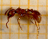  ( - BC-MTP-00104)  @13 [ ] CreativeCommons - Attribution Non-Commercial Share-Alike (2017) Rumsaïs Blatrix CEFE Lab