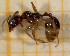  ( - BC-MTP-00116)  @13 [ ] CreativeCommons - Attribution Non-Commercial Share-Alike (2017) Rumsaïs Blatrix CEFE Lab