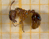  ( - BC-MTP-00117)  @12 [ ] CreativeCommons - Attribution Non-Commercial Share-Alike (2017) Rumsaïs Blatrix CEFE Lab