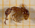  ( - BC-MTP-00121)  @13 [ ] CreativeCommons - Attribution Non-Commercial Share-Alike (2017) Rumsaïs Blatrix CEFE Lab