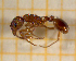  ( - BC-MTP-00130)  @13 [ ] CreativeCommons - Attribution Non-Commercial Share-Alike (2017) Rumsaïs Blatrix CEFE Lab