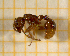  ( - BC-MTP-00137)  @13 [ ] CreativeCommons - Attribution Non-Commercial Share-Alike (2017) Rumsaïs Blatrix CEFE Lab
