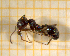  ( - BC-MTP-00148)  @13 [ ] CreativeCommons - Attribution Non-Commercial Share-Alike (2017) Rumsaïs Blatrix CEFE Lab