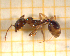 ( - BC-MTP-00153)  @12 [ ] CreativeCommons - Attribution Non-Commercial Share-Alike (2017) Rumsaïs Blatrix CEFE Lab