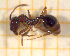  ( - BC-MTP-00165)  @12 [ ] CreativeCommons - Attribution Non-Commercial Share-Alike (2017) Rumsaïs Blatrix CEFE Lab