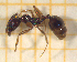  ( - BC-MTP-00169)  @12 [ ] CreativeCommons - Attribution Non-Commercial Share-Alike (2017) Rumsaïs Blatrix CEFE Lab