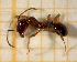  ( - BC-MTP-00175)  @12 [ ] CreativeCommons - Attribution Non-Commercial Share-Alike (2017) Rumsaïs Blatrix CEFE Lab