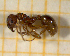  ( - BC-MTP-00178)  @13 [ ] CreativeCommons - Attribution Non-Commercial Share-Alike (2017) Rumsaïs Blatrix CEFE Lab