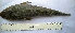  ( - LQDWL-MP1415-FISH-55)  @12 [ ] Copyright (2014) Gujarat Biodiversity Gene Bank, GSBTM, DST, GoG Gujarat Biodiversity Gene Bank, GSBTM, DST, GoG