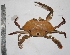  ( - LQDWL-MP1415-CRAB-034)  @11 [ ] Copyright (2014) Gujarat Biodiversity Gene Bank, GSBTM, DST, GoG Gujarat Biodiversity Gene Bank, GSBTM, DST, GoG