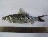  (Labeo gonius - LQDWL-MP1415-FISH-027)  @13 [ ] Copyright (2014) Gujarat Biodiversity Gene Bank, GSBTM, DST, GoG Gujarat Biodiversity Gene Bank, GSBTM, DST, GoG