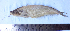  ( - LQDWL-MP1415-FISH-023)  @11 [ ] Copyright (2014) Gujarat Biodiversity Gene Bank, GSBTM, DST, GoG Gujarat Biodiversity Gene Bank, GSBTM, DST, GoG