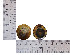  ( - NBMP-4)  @11 [ ] Copyright (2014) Gujarat Biodiversity Gene Bank, GSBTM Gujarat Biodiversity Gene Bank, GSBTM, DST, GoG