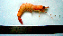  (Fenneropenaeus merguiensis - LQDWL-MP1415-PRWN-07)  @14 [ ] Copyright (2014) Gujarat Biodiversity Gene Bank, GSBTM, DST, GoG Gujarat Biodiversity Gene Bank, GSBTM, DST, GoG