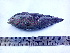  ( - LQDWL-MP1415-FISH-112)  @14 [ ] Copyright (2014) Gujarat Biodiversity Gene Bank, GSBTM, DST, GoG Gujarat Biodiversity Gene Bank, GSBTM, DST, GoG