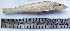  ( - LQDWL-MP1415-FISH-12)  @14 [ ] Copyright (2014) Gujarat Biodiversity Gene Bank, GSBTM, DST, GoG Gujarat Biodiversity Gene Bank, GSBTM, DST, GoG