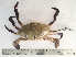  ( - LQDWL-MP1415-CRAB-16)  @11 [ ] Copyright (2014) Gujarat Biodiversity Gene Bank, GSBTM, DST, GoG Gujarat Biodiversity Gene Bank, GSBTM, DST, GoG