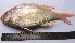  ( - LQDWL-MP1415-FISH-87)  @11 [ ] Unspecified (default): All Rights Reserved  Unspecified Unspecified