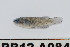  ( - RB12-A084)  @12 [ ] CreativeCommons - Attribution Non-Commercial Share-Alike (2012) SAIAB SAIAB