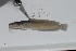  (Clarias liocephalus - RB12-A123)  @12 [ ] CreativeCommons - Attribution Non-Commercial Share-Alike (2012) SAIAB SAIAB