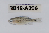  (Enteromius mocoensis - RB12-A396)  @13 [ ] CreativeCommons - Attribution Non-Commercial Share-Alike (2012) SAIAB SAIAB