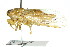  ( - 11ANIC-16650)  @11 [ ] CreativeCommons - Attribution (2011) ANIC/CBG Photography Group Centre for Biodiversity Genomics