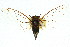  (Kobonga sp. 199 - 11ANIC-16675)  @14 [ ] CreativeCommons - Attribution (2011) ANIC/CBG Photography Group Centre for Biodiversity Genomics