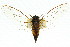  ( - 11ANIC-16701)  @13 [ ] CreativeCommons - Attribution (2011) ANIC/CBG Photography Group Centre for Biodiversity Genomics