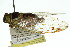  (Illyria hilli - 11ANIC-17014)  @13 [ ] CreativeCommons - Attribution (2011) ANIC/CBG Photography Group Centre for Biodiversity Genomics