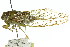  ( - 11ANIC-17020)  @11 [ ] CreativeCommons - Attribution (2011) ANIC/CBG Photography Group Centre for Biodiversity Genomics