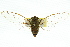  ( - 11ANIC-17031)  @11 [ ] CreativeCommons - Attribution (2011) ANIC/CBG Photography Group Centre for Biodiversity Genomics