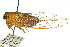  ( - 11ANIC-17037)  @11 [ ] CreativeCommons - Attribution (2011) ANIC/CBG Photography Group Centre for Biodiversity Genomics