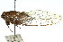  ( - 11ANIC-17038)  @11 [ ] CreativeCommons - Attribution (2011) ANIC/CBG Photography Group Centre for Biodiversity Genomics