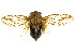  ( - 11ANIC-17050)  @11 [ ] CreativeCommons - Attribution (2011) ANIC/CBG Photography Group Centre for Biodiversity Genomics
