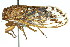  ( - 11ANIC-17053)  @14 [ ] CreativeCommons - Attribution (2011) ANIC/CBG Photography Group Centre for Biodiversity Genomics