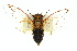  ( - 11ANIC-16355)  @11 [ ] CreativeCommons - Attribution (2011) ANIC/CBG Photography Group Centre for Biodiversity Genomics