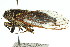  ( - 11ANIC-16357)  @11 [ ] CreativeCommons - Attribution (2011) ANIC/CBG Photography Group Centre for Biodiversity Genomics
