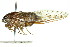  ( - 11ANIC-16384)  @11 [ ] CreativeCommons - Attribution (2011) ANIC/CBG Photography Group Centre for Biodiversity Genomics