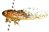  ( - 11ANIC-16407)  @11 [ ] CreativeCommons - Attribution (2011) ANIC/CBG Photography Group Centre for Biodiversity Genomics
