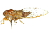  ( - 11ANIC-16409)  @11 [ ] CreativeCommons - Attribution (2011) ANIC/CBG Photography Group Centre for Biodiversity Genomics