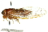  ( - 11ANIC-16411)  @11 [ ] CreativeCommons - Attribution (2011) ANIC/CBG Photography Group Centre for Biodiversity Genomics